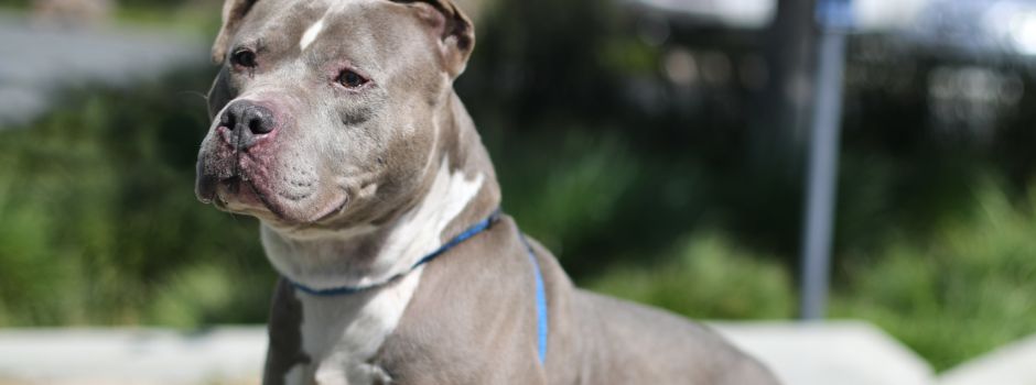 Hund fällt mehrmals Menschen und Tiere in Mainz-Mombach an