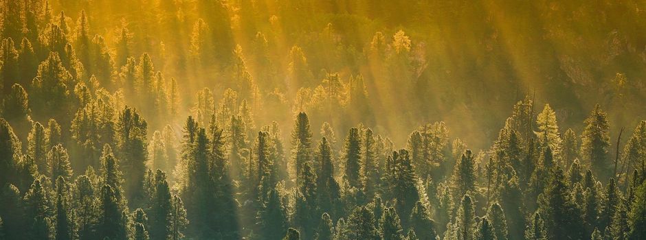 Leiseler Wald im Fokus: Positive Entwicklungen trotz Herausforderungen