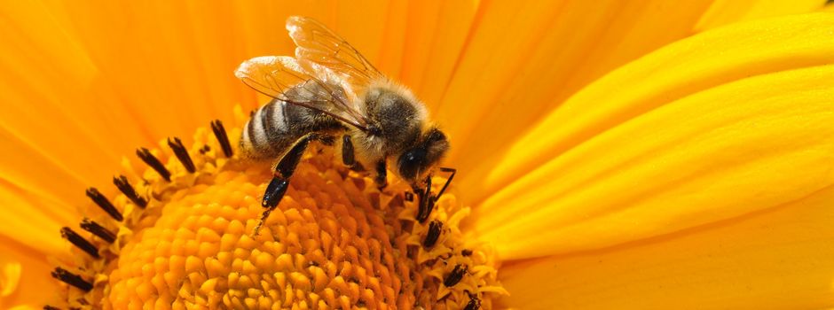Insekten.Vielfalt.Augsburg - Für unsere Erde