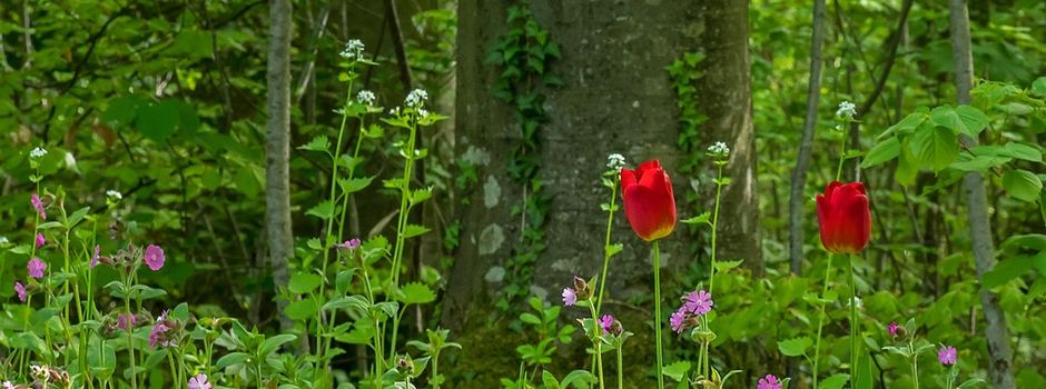 Einladung zur Feld- und Waldputzete 2026 am Samstag, 28. März 2026 in Blitzenreute und Fronhofen.