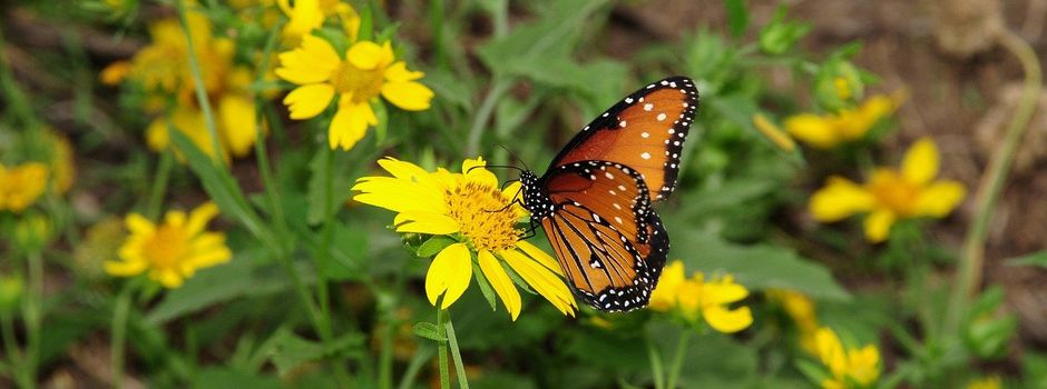 Lebensräume im Garten
