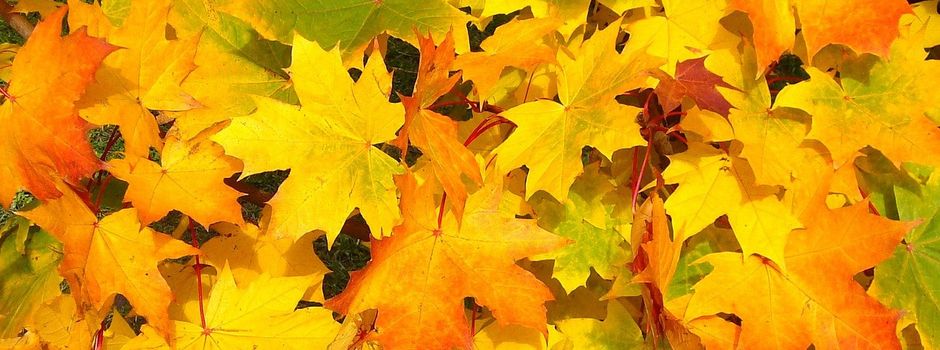 Erinnerung an unsere Herbstaktion