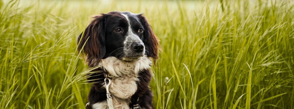 Anleinpflicht für Hunde gilt ab dem 01.04.2025