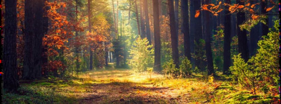 Jagdgenossenschaft Schwend sucht Verstärkung in der Vorstandschaft