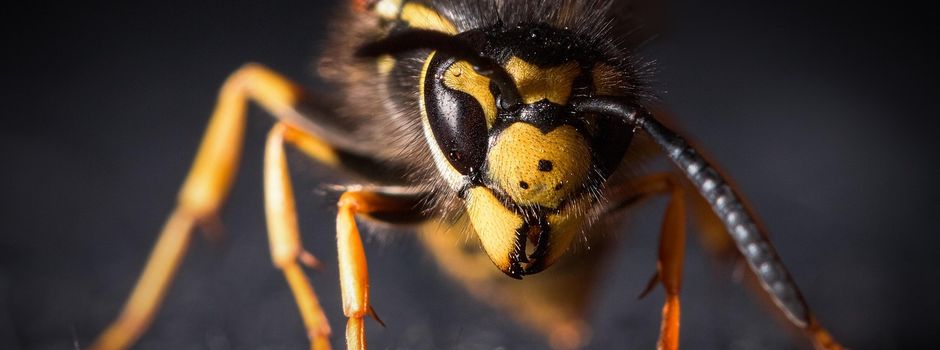 Wespen im Glascontainer!