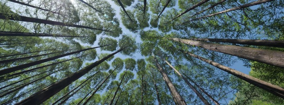 Kinderwald-Aktion am 14.09.2024 um 14.00 Uhr im Kinderwald