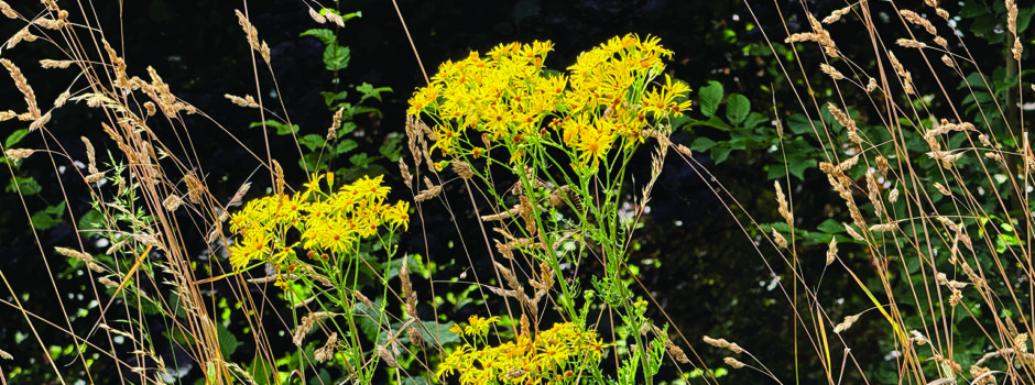 Gefährliches Jakobskreuzkraut auf den Grünflächen: