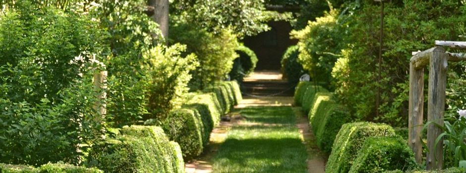 Rückschnitt von Hecken und Bäumen