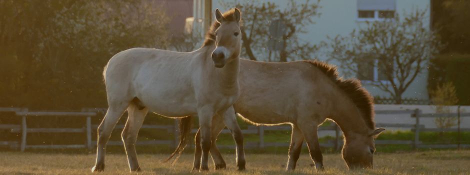 Die Augsburger Przewalski-Pferde: Wildpferde für den Naturschutz