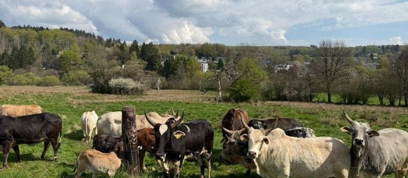 Weideauftrieb zum Hundsbaum