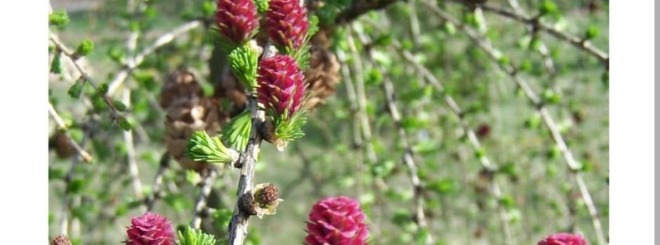 Frühlingswanderung im Aboretum