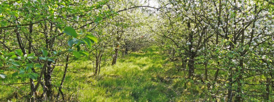Streuobst-Erlebnis-Wald