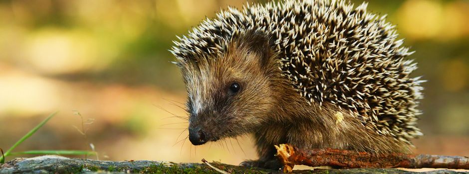 Der Igel: Schutz für das stachelige Knäuel in Gärten und Grünflächen