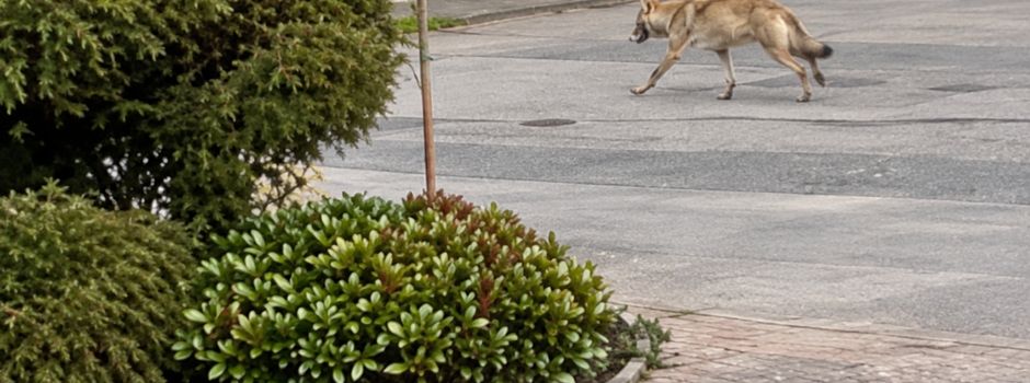 Wolf gesichtet 