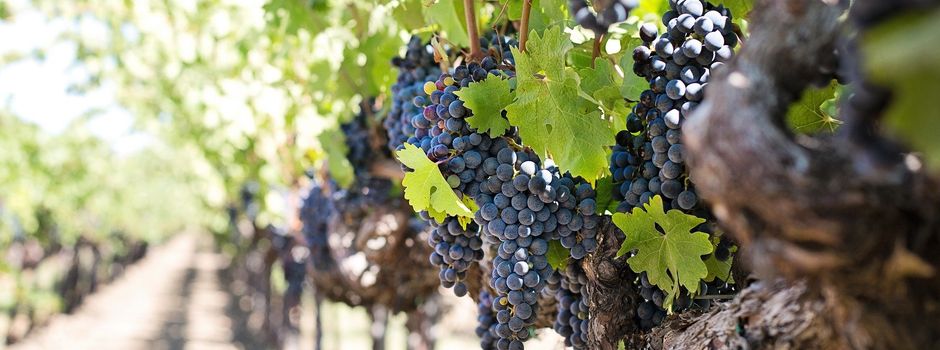 Jahreshauptversammlung des Weinbauverbandes Rheinhessen