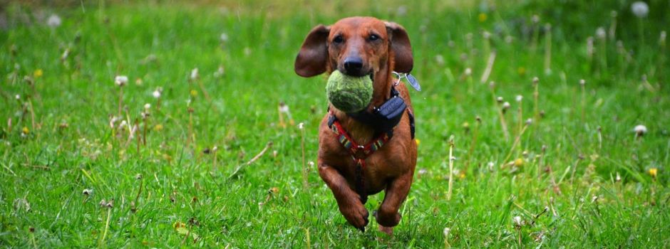 Warnung an alle Hundebesitzende