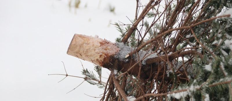 Hechthausen
Weihnachtsbaumsammlung