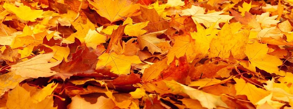 Kostenlose Laubannahme