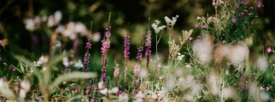 Der Garten als Schwamm: Saisonauftakt der IG Gartenführer Rheinhessen