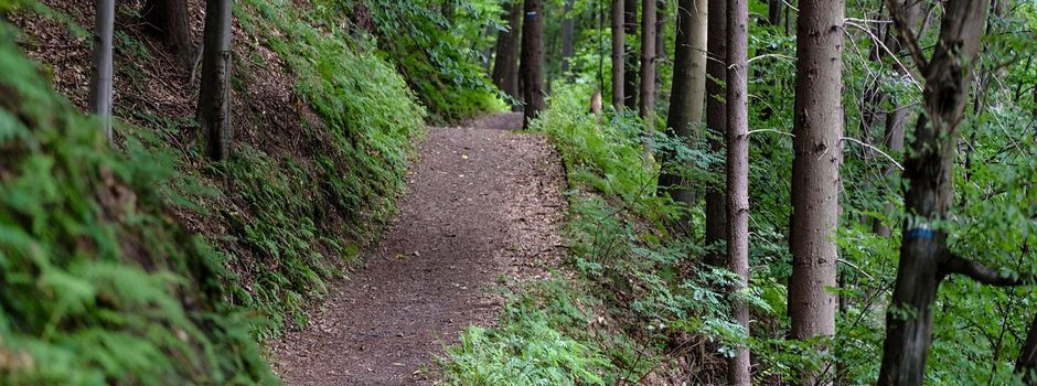 Waldbegehung in Waldems: Gemeinsam den Gemeindewald entdecken