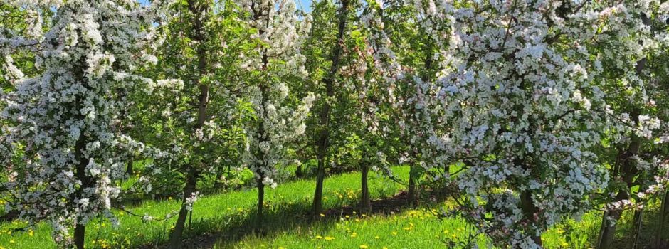 Mit dem Rad durchs Obstland