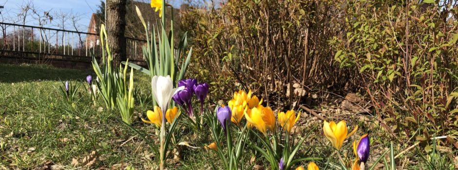 Frühblüher verschönern unser Dorf