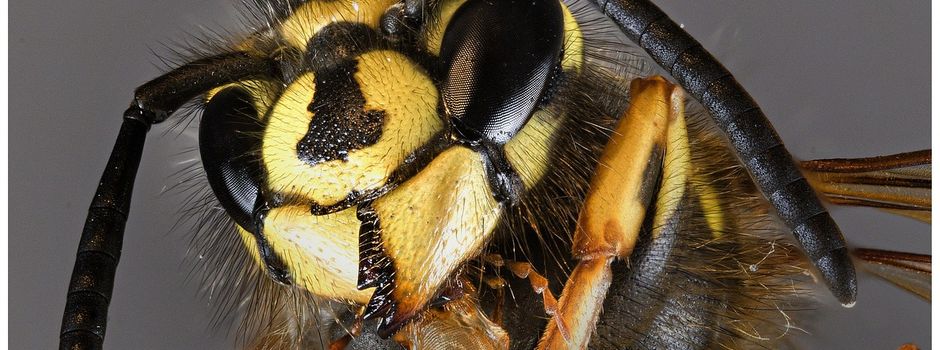 Wespen: Nester an öffentlichen Orten bitte der Verwaltung melden
