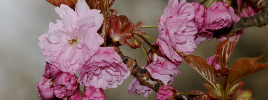 Der Zauber der Kirschblüten in Niederkassel