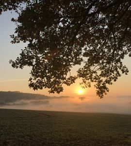 Überfahrene Katze in der Brunnenstraße