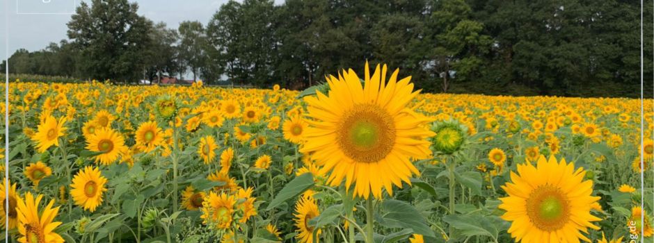 Sonnenblumenfelder zwischen Herzebrock und Clarholz