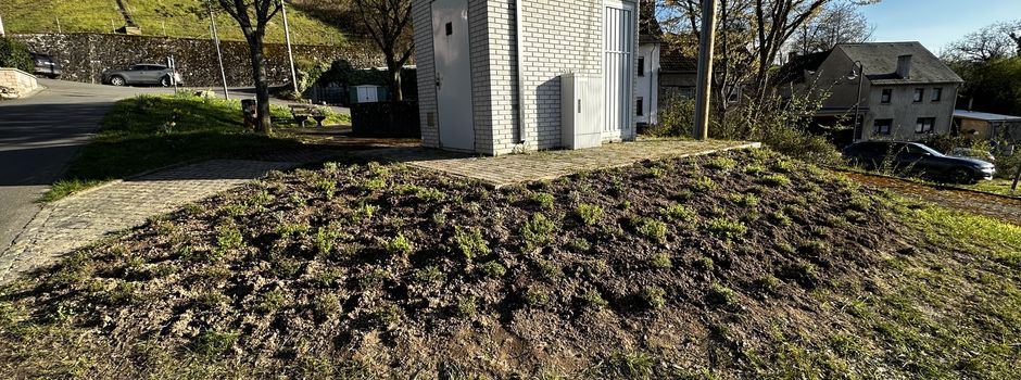 Neue Bepflanzung in Wintrich