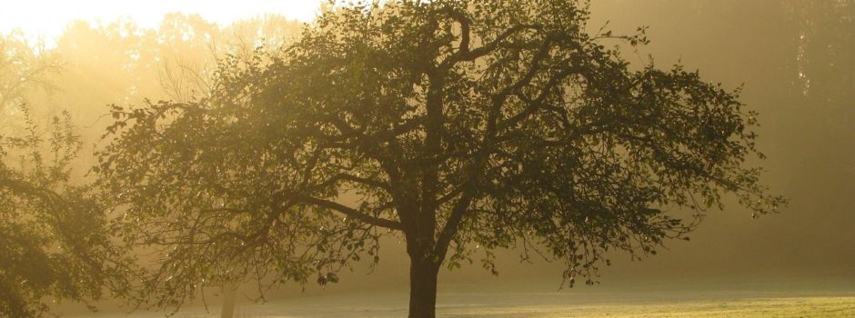 Polizei sucht Zeugen: Dreiste Diebe stehlen über 100 Jahre alten Apfelbaum