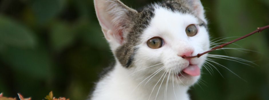 Katzenschutz geht uns alle an
