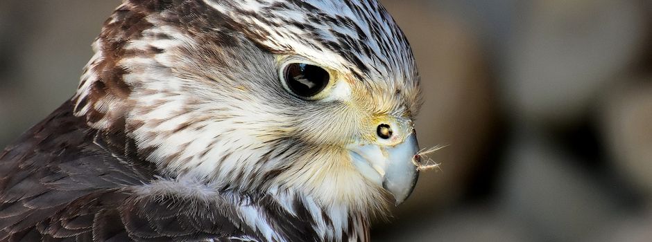 Trotz Rettungsaktion der Mainzer Feuerwehr: Falke gestorben