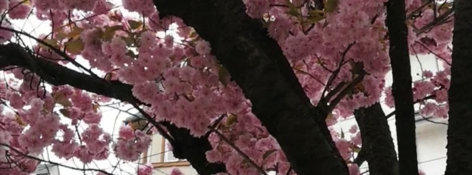 7 Dinge, die ihr an Sonntagen im Mai in Augsburg unternehmen könnt