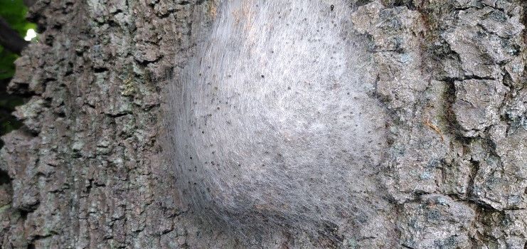 Erneut Eichenprozessionsspinner in Niederkassel gefunden