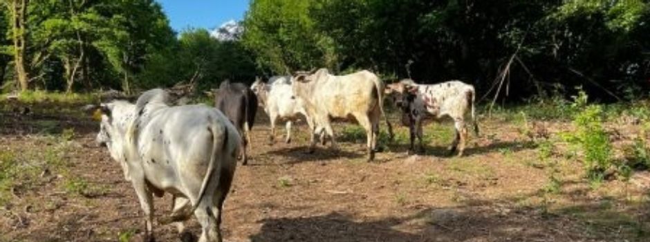 Jetzt geht’s los - Start der Beweidung am Hundsbaum
