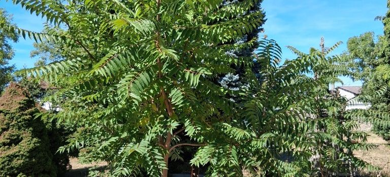 Aggressive Baumart aus Asien bedroht Natur in Ingelheim