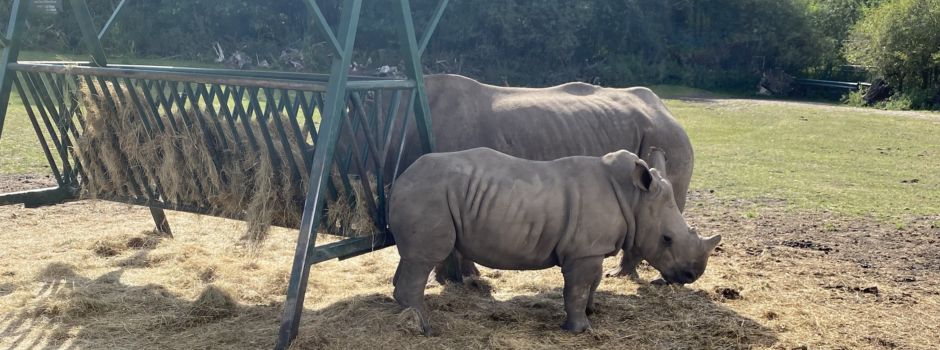 Ein schöner Tag im Serengeti Park