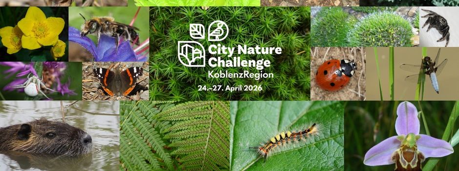 City Nature Challenge: Koblenz erstmals bei weltweitem Wettbewerb dabei