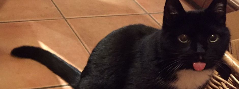 machPuls präsentiert euch das Gewinnerfoto - Das sind eure Top 13 Katzenbilder
