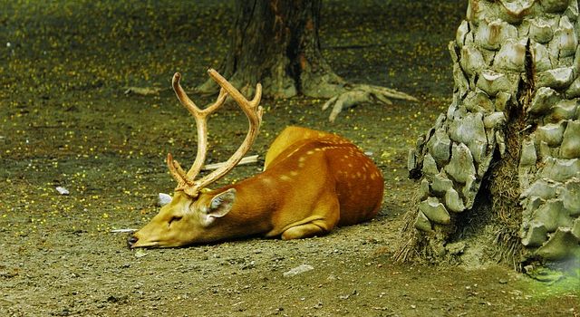 Ungewöhnliche Berufe: Im Gespräch mit einem Aasforscher