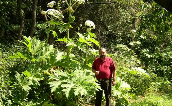 Vorsicht giftig: Diese Riesen-Pflanze breitet sich in Wiesbaden aus