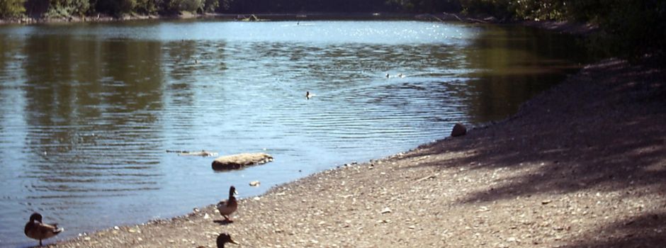 Schwanenteich in Koblenz droht auszutrocknen: Stadt sucht nach Lösungen