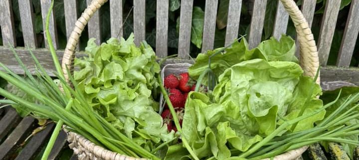 Bauer sucht Crowd: Niersteiner „Grüne Bohne“ lädt zum Blick hinter die Kulissen