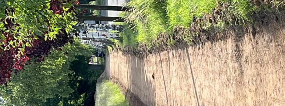 „Pflaumenallee“ kontra Ausbau eines Weges