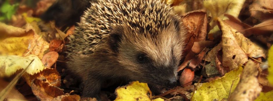 Igel in Gefahr: Vorsicht mit Mährobotern