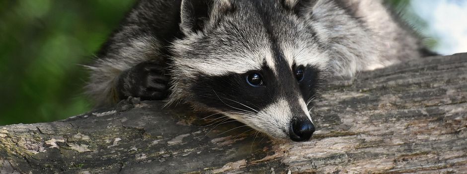 Waschbären nun auch in Römerberg aktiv