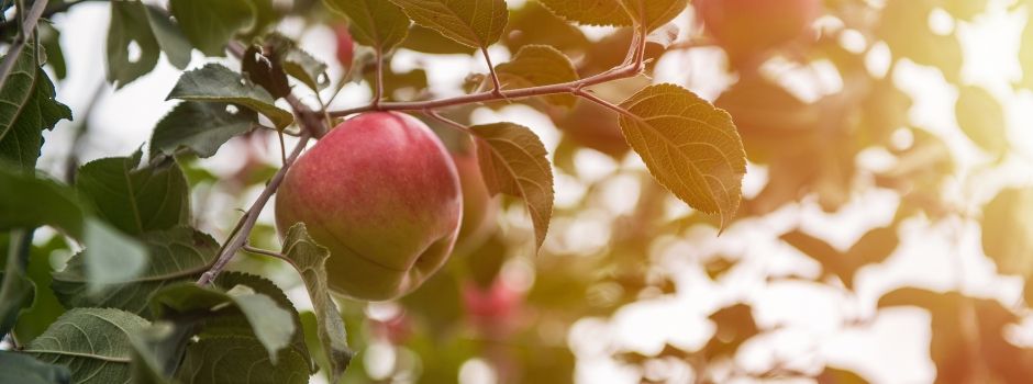 Die Tafel in Schleswig benötigt Lebensmittel und mehr