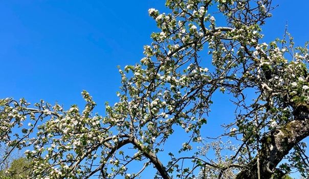 Maiblütenfest am 10.05.2026 11-14 Uhr